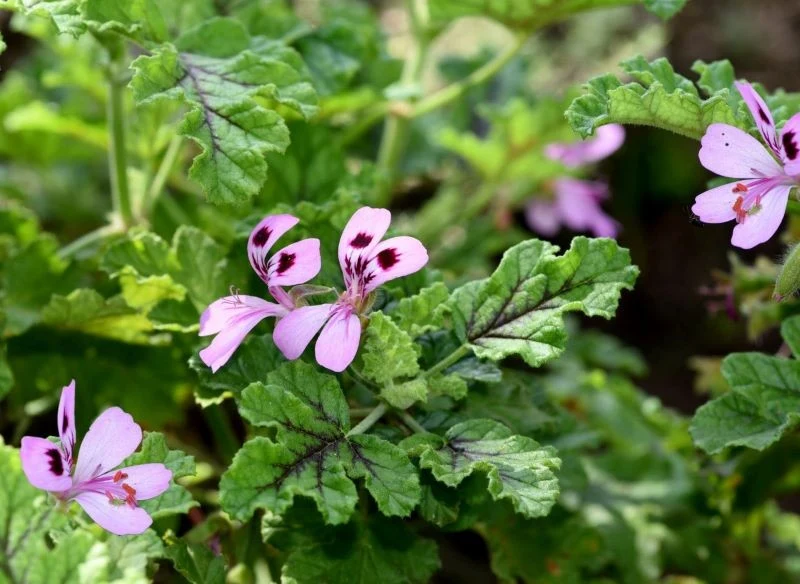 Pelargonia dębolistna nie tylko roztacza wokół charakterystyczny, pieprzowy zapach o balsamicznej nucie