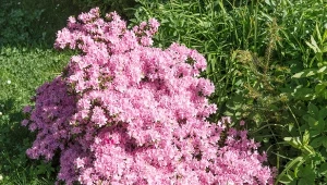 Niskie krzewy ozdobne do ogrodu błędnie kojarzone są z równymi liniami, granicznymi żywopłotami czy dywanami zieleni. To mogą być bardzo ciekawe, kolorowe dekoracje wśród innych, podobnych do siebie roślin.