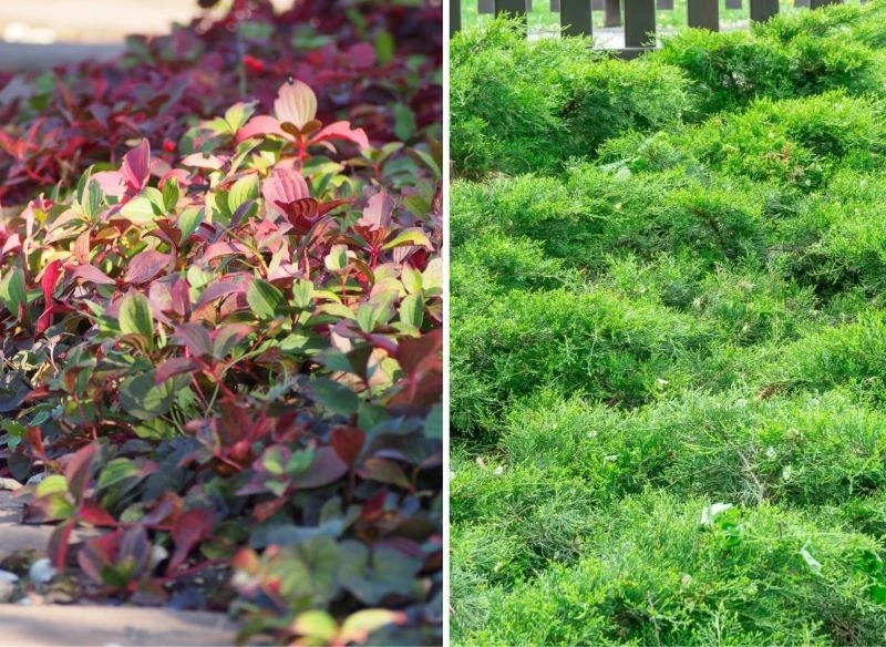 Różnorodność niskich krzewów sprawia, że bez trudu zdołasz dobrać gatunek zgodnie z planowanym przeznaczenie oraz formą aranżacji danej części ogrodu