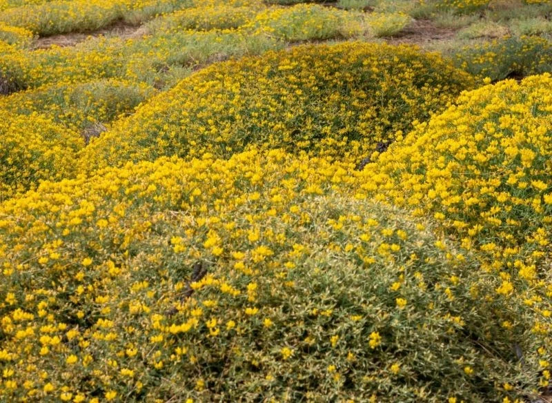 Niskie krzewy mogą posłużyć również do zadarniania pagórkowatych części ogrodu lub tworzenia barwnych dywanów tam, gdzie niewiele innych roślin chc...