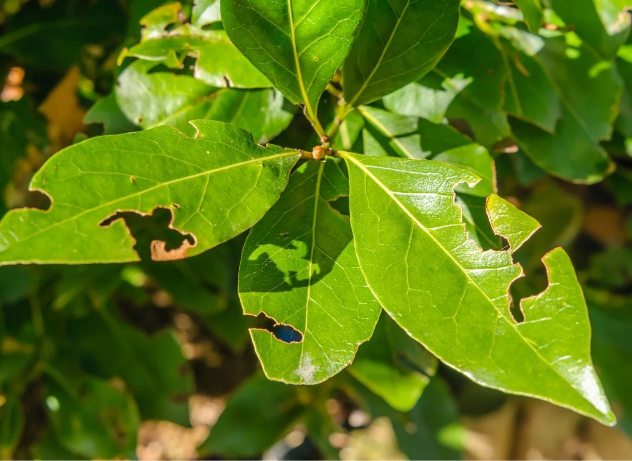 Pożyteczne nicienie pomagają w walce opuchlakami