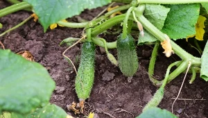 Jak często podlewać ogórki? Czym podlewać ogórki?