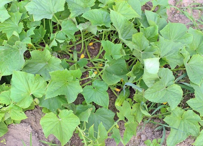 Podczas podlewania ogórków musimy wziąć pod uwagę kilka czynników