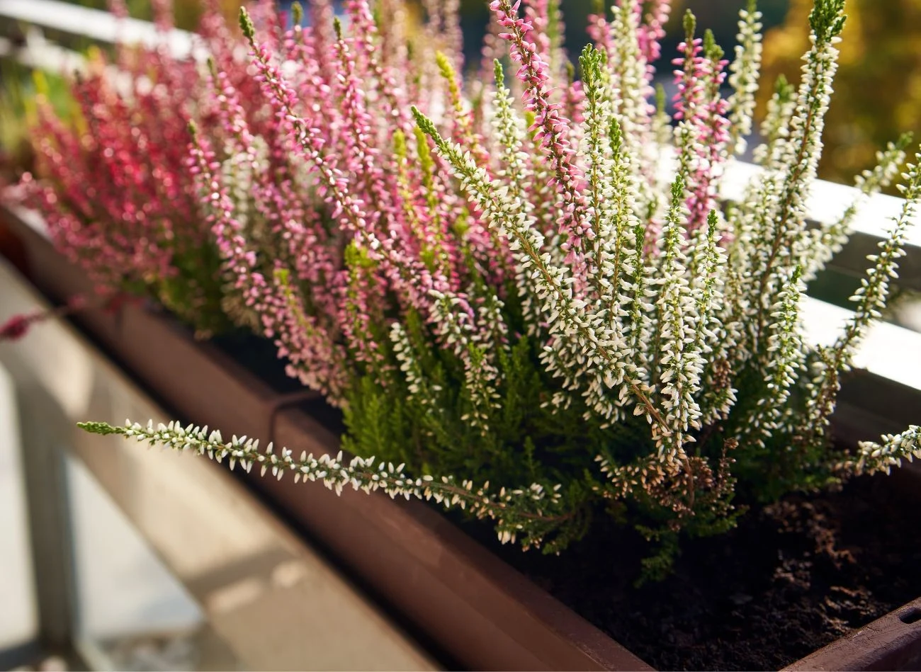 Dobrze posadzone wrzosy będą zdobić balkon do pierwszych przymrozków