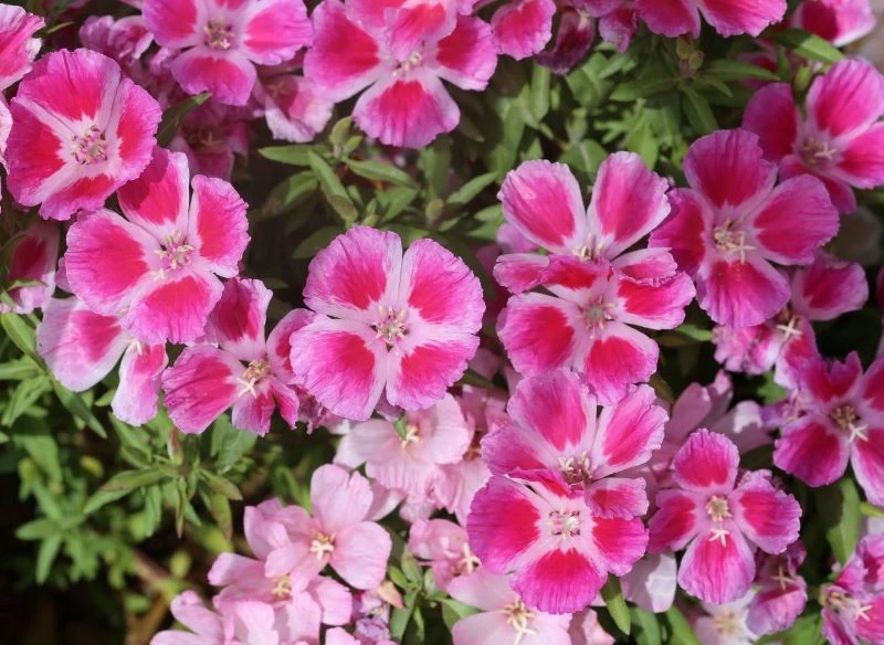 Godecja wielkokwiatowa kwitnie do września