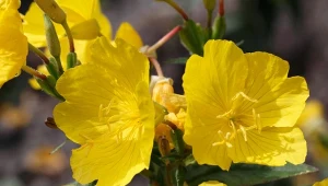 Ten intensywnie żółty kwiatek to wiesiołek, zdrowy i przydatny nie tylko w kosmetologii czy terapii wielu zdrowotnych przypadłości. To także naturalne wsparcie twojego ogrodu, koniecznie sprawdź, jak go stosować.