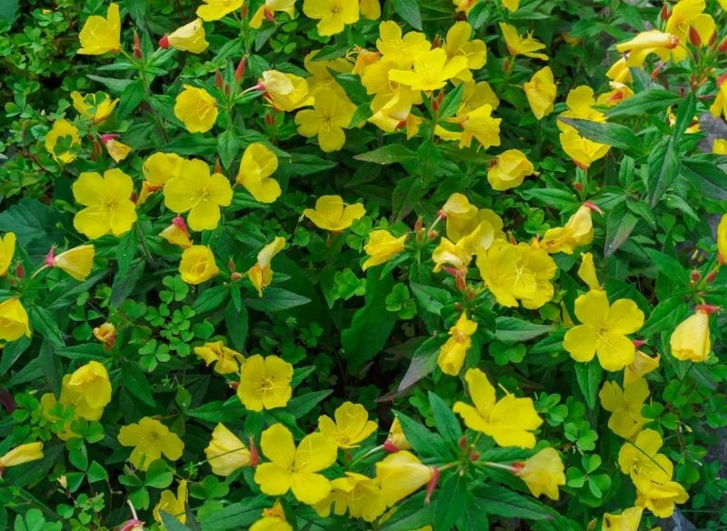 Uprawiając wiesiołek w ogródku, zyskasz nie tylko ciekawą, wieczorną ozdobę rabaty, lecz także materiał na doskonałą odżywkę do podania "na świeżo"