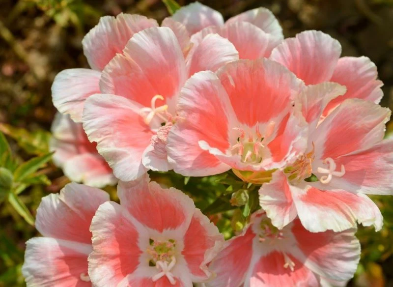 Niektóre odmiany godecji kwitną na łososiowo