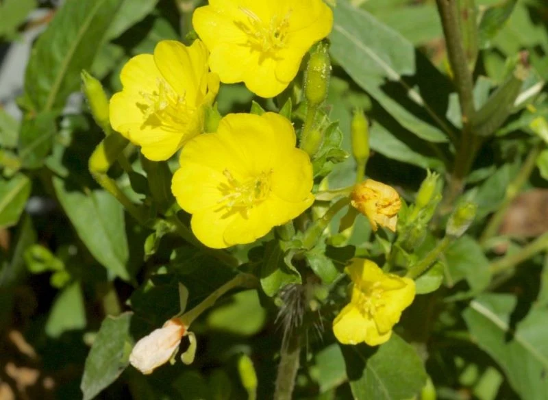 Wykorzystaj łodygi, liście i kwiaty wiesiołka przy produkcji domowego kompostu