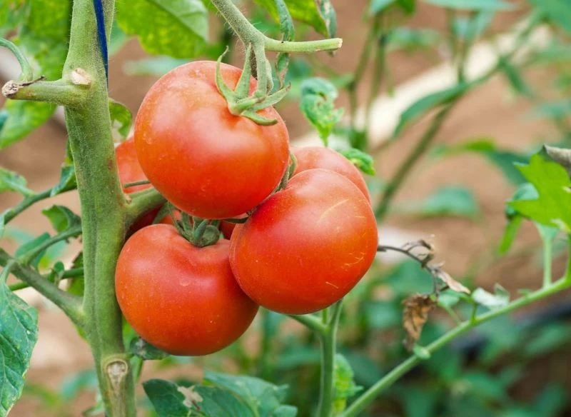 Kompost z wiesiołka poprawi strukturę gleby pod uprawę pomidorów, a przygotowana z niego ściółka może zostać rozłożona pod krzaczki, gdy doskwierać...