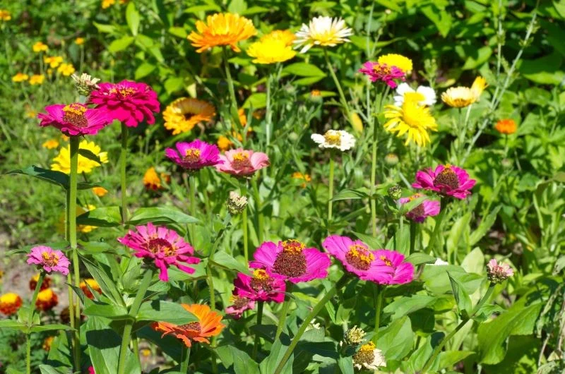 Cynie zdobią ogród kwiatami aż do jesiennych przymrozków