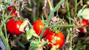 Pierwsze objawy brunatnej plamistości liści pomidora to żółte plamy na spodzie liścia.