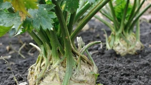 Darmowa odżywka na wzrost pomidorów, selera i ogórków. Uratuje nawet zmarnowane kwiaty