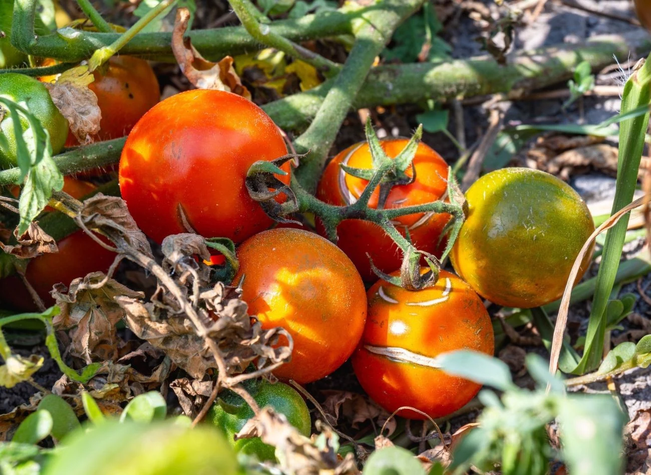 Brunatna plamistość przechodzi również na owoce pomidora, powodując jego przebarwienia