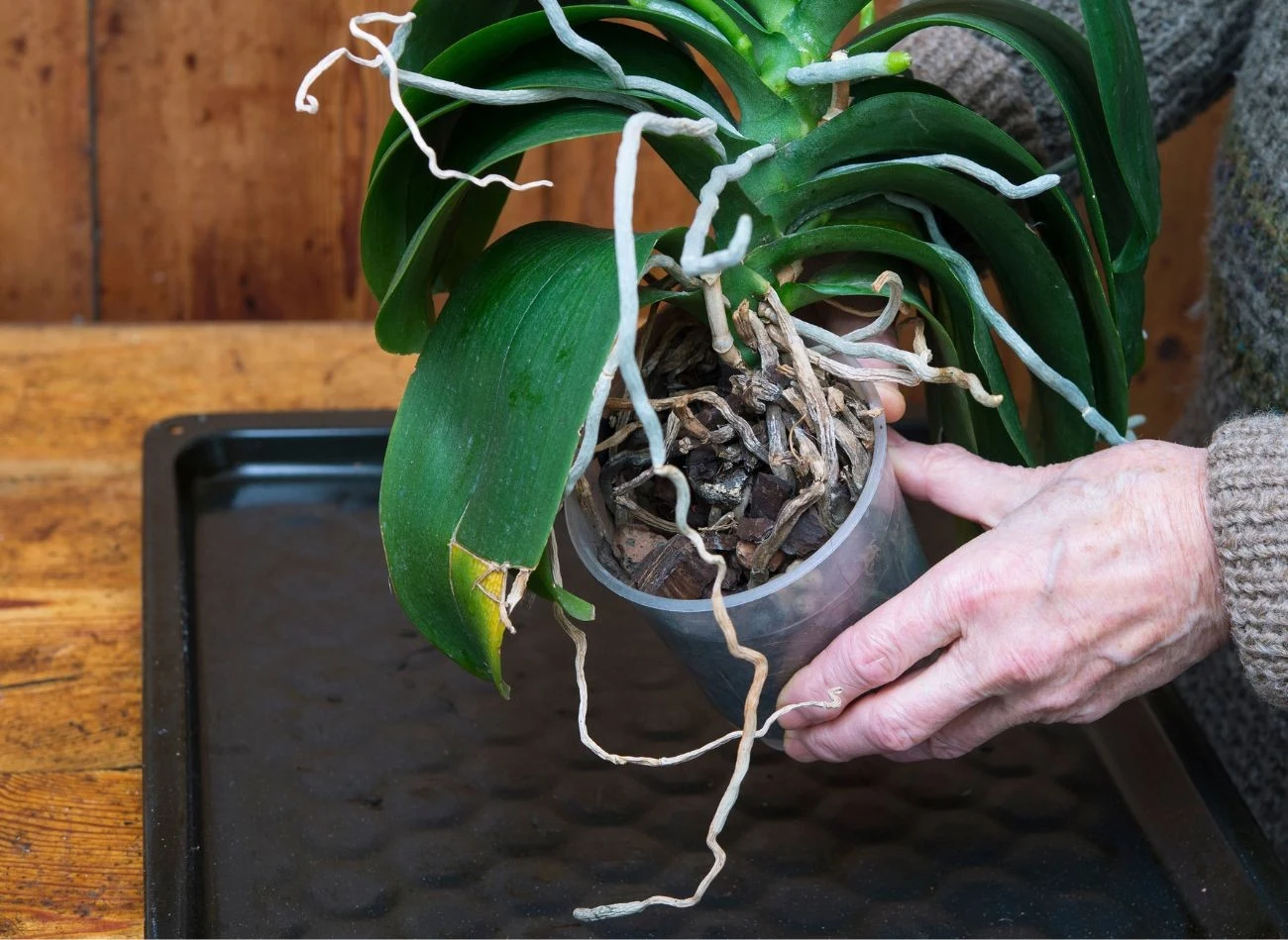 Nawóz z łupin cebuli przywraca zmarnowanego storczyka do życia