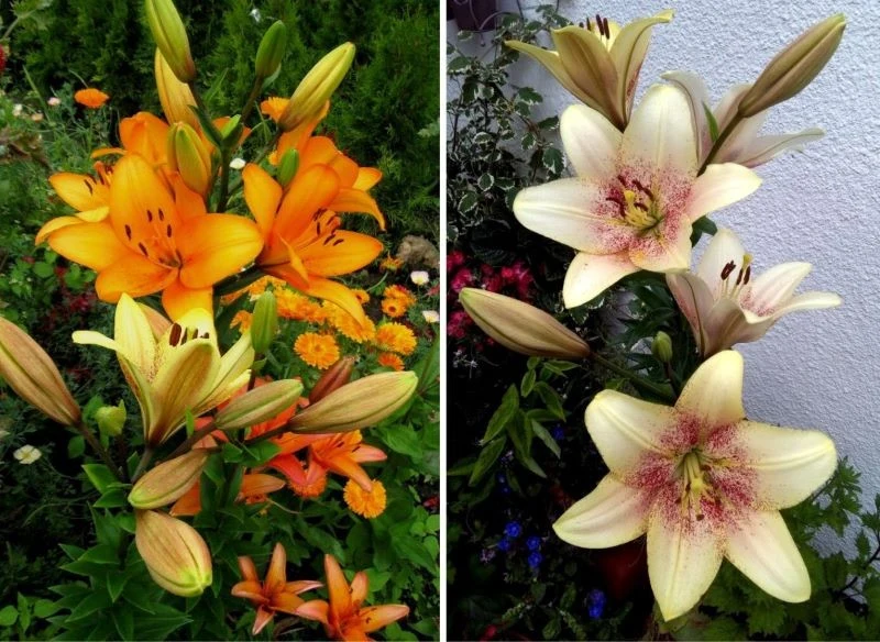 W pełnym rozkwicie lilie prezentują się naprawdę oryginalnie, wiele odmian wprowadza do ogrodu orientalną nutę