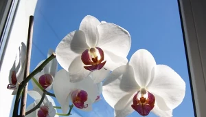 Sprawdź, jak przesadzić storczyka krok po kroku.