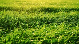 Dlaczego na trawniku rosną grzyby? Jak skutecznie się ich pozbyć, nie uszkadzając murawy?