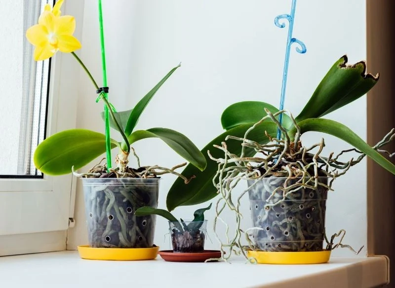 Gdy storczyk potrzebuje przesadzenia, daje wyraźne sygnały