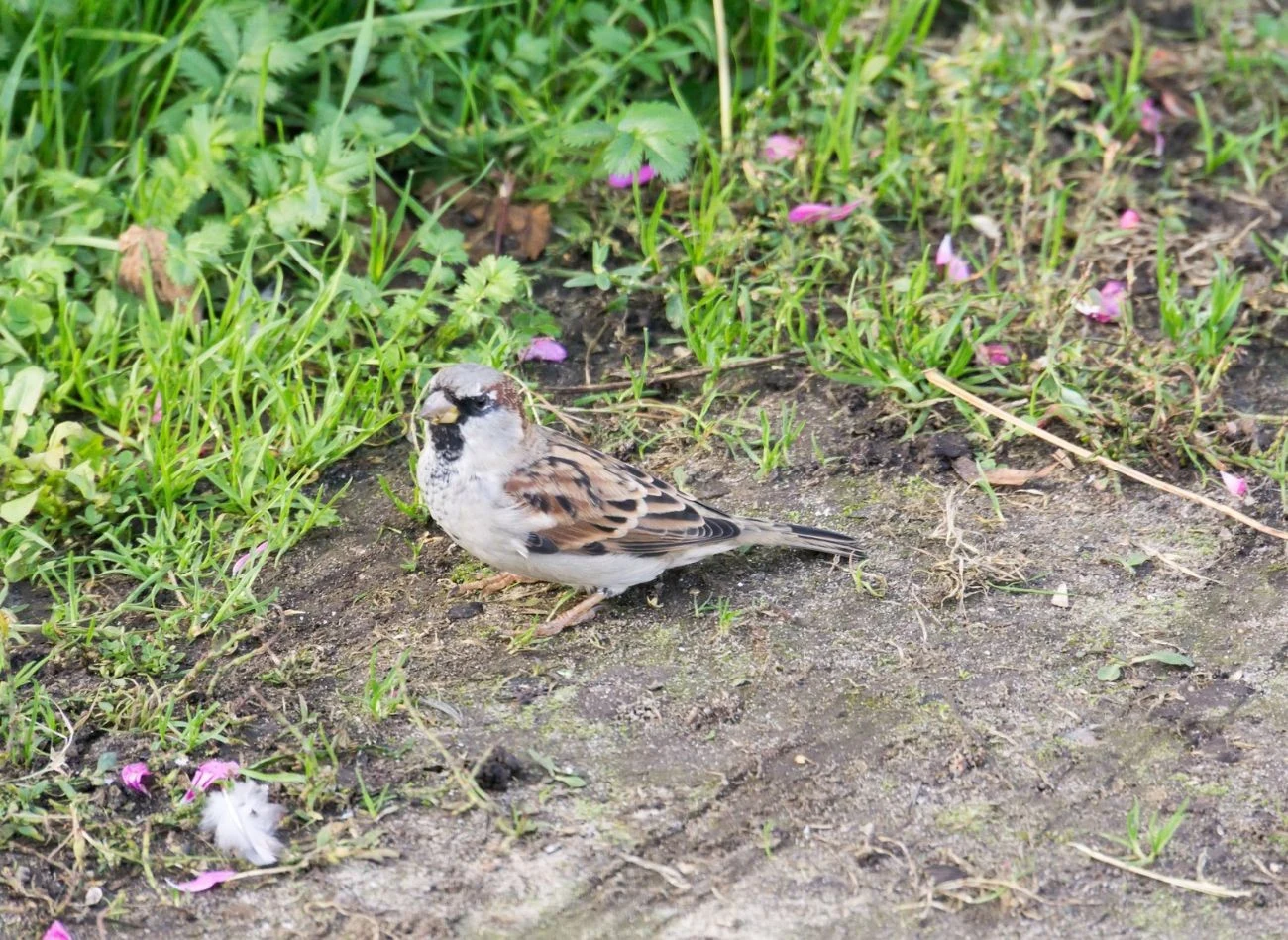 Wróble doskonale poradzą sobie ćmą bukszpanową, gąsienicami karmią młode