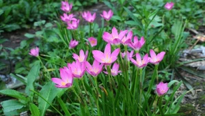 Zefirant (Zephyranthes) to wyjątkowy kwiat z Ameryki.