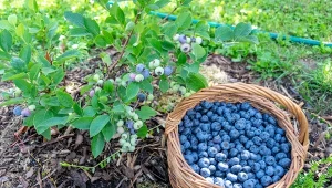 Czym zasilić borówkę na koniec zbiorów? Za rok zaowocuje jeszcze obficiej