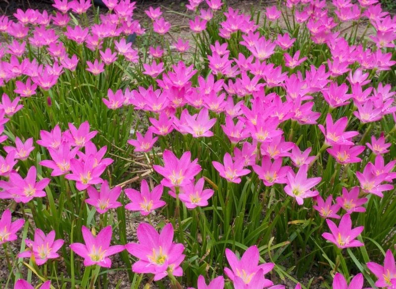 Zefiranty sadzone jeden przy drugim tworzą kwietne dywany