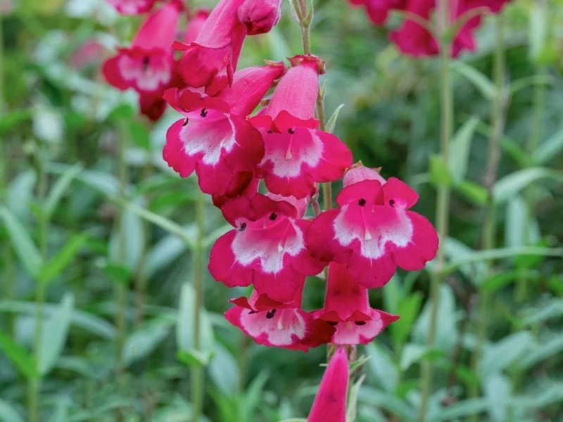 Kwiaty penstemonów występują w przeróżnych kolorach