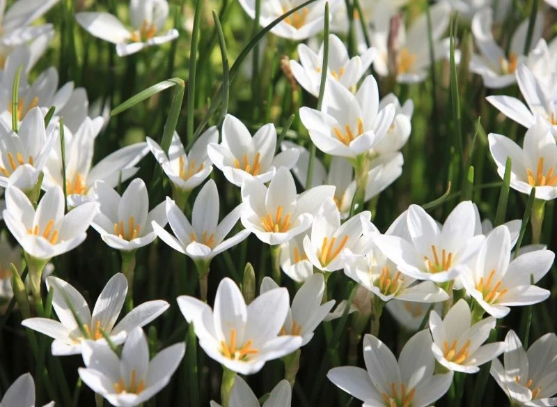 Zefirant 'Candida' zachwyca białymi kwiatami