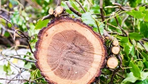 Wyjaśniamy, w których przypadkach zezwolenie na wycinkę drzewa jest niepotrzebne.