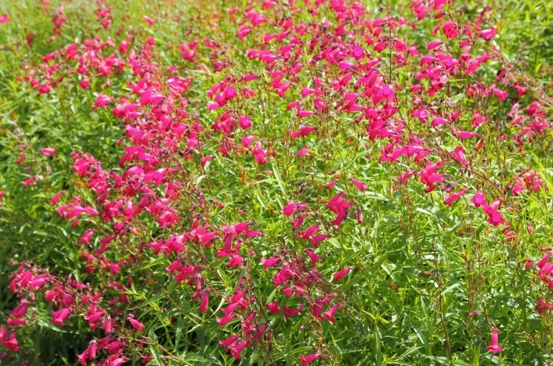 Penstemony preferują stanowiska ciepłe i słoneczne