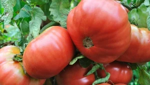 Przycinanie pomidorów w sierpniu to kluczowy zabieg, który wpływa na wzrost i jakość owoców.