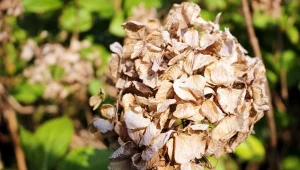 Jak przycinać hortensje ogrodowe, gdy przekwitną?