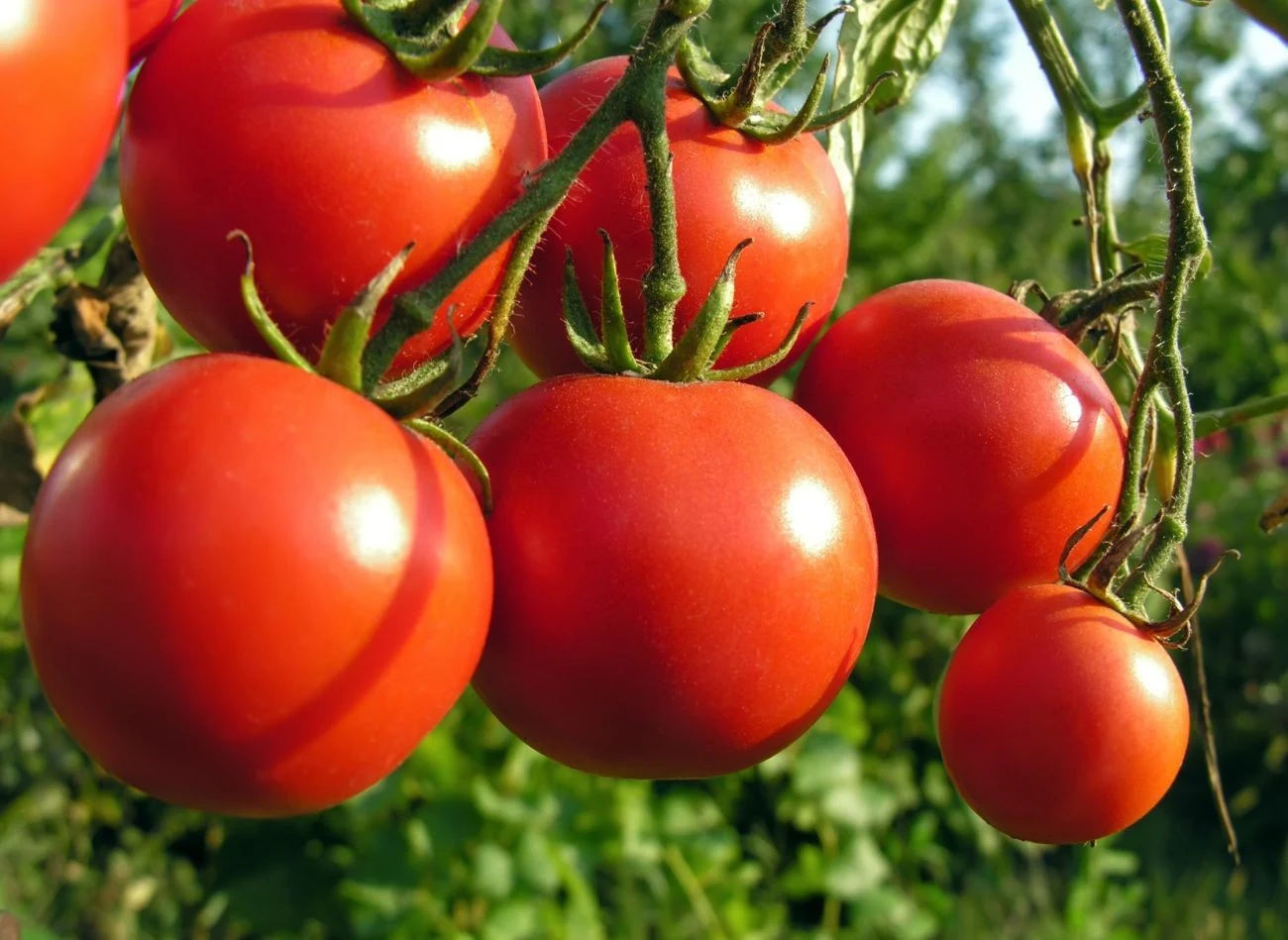 Ogławianie wykonujemy około 30 dni przed ostatnim planowanym zbiorem