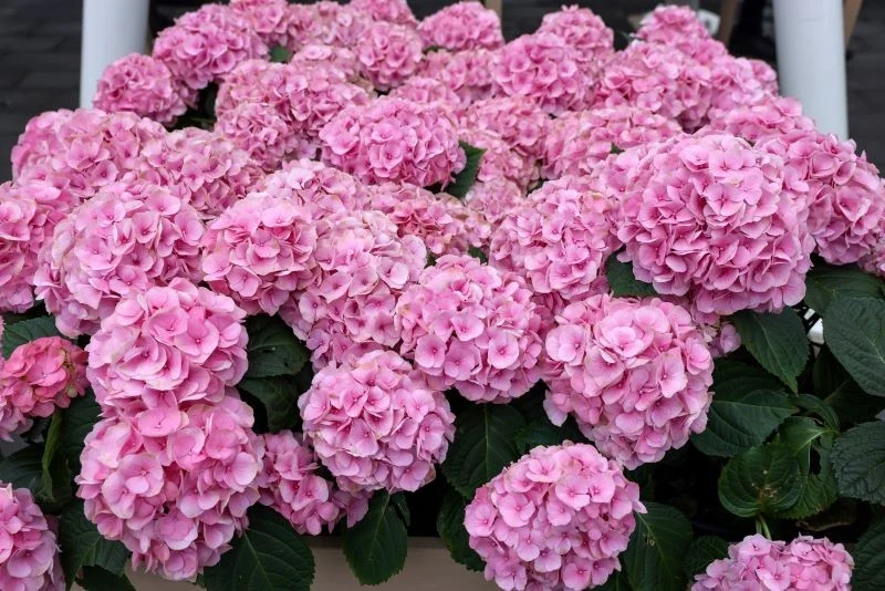 Podczas usuwania suchych kwiatów hortensji ogrodowej trzeba zachować ostrożność