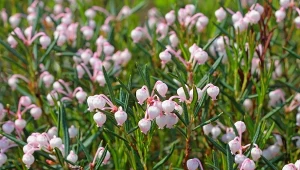 Modrzewnica pospolita (Andromeda polifolia) to idealna roślina na przydomowe wrzosowisko.