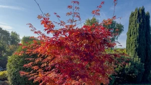 Klon japoński wymaga nawożenia późnym latem.