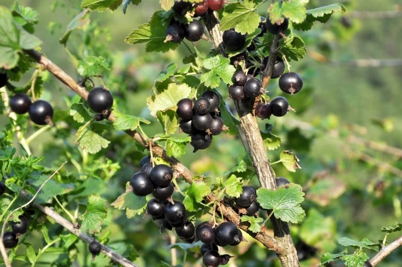 Pielęgnacja porzeczek po owocowaniu obejmuje przycinanie, nawożenie i ochronę przed szkodnikami
