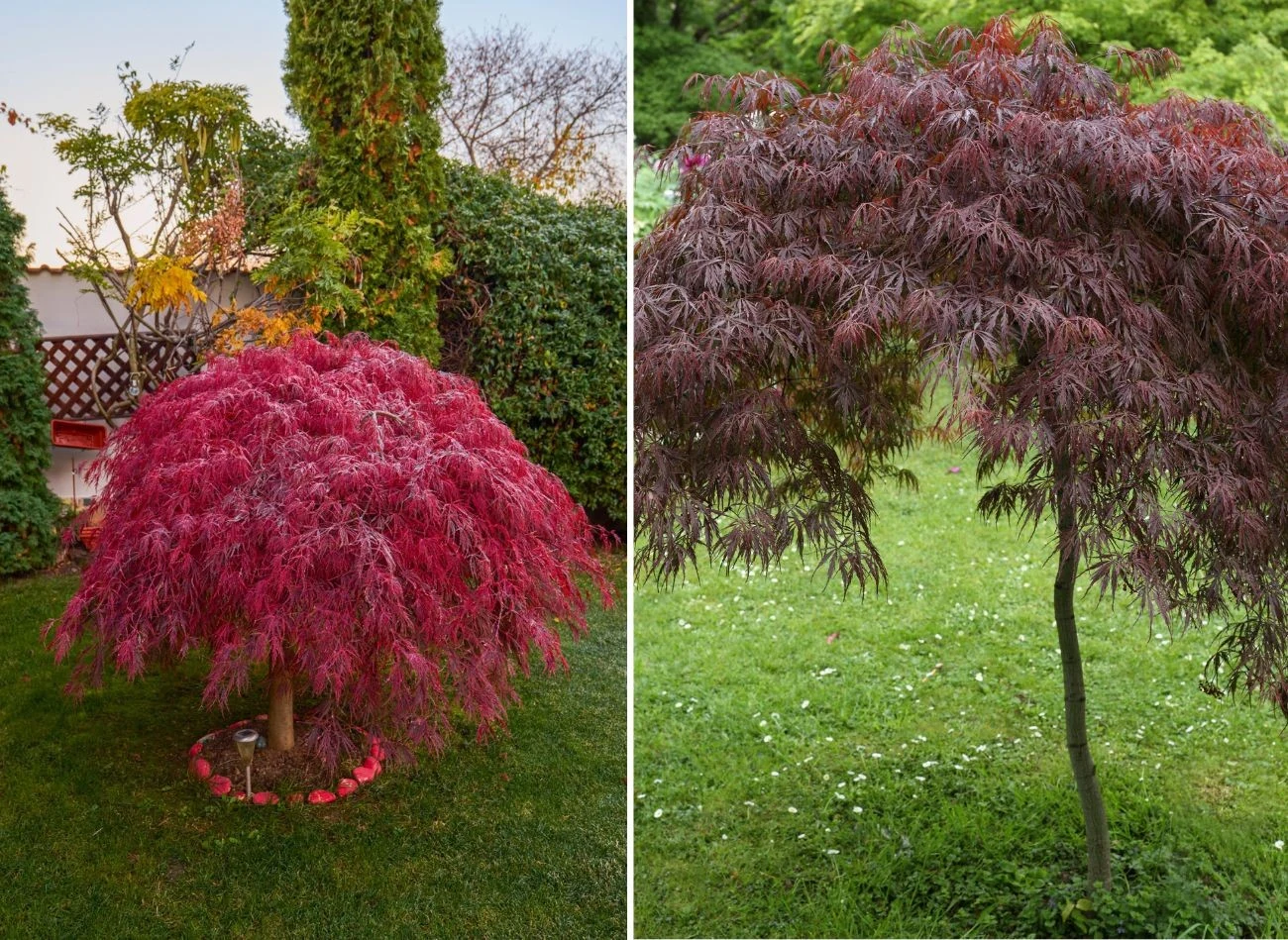Klon japoński występuje w wielu odmianach