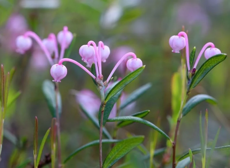 Beczułkowate kwiaty modrzewnicy pospolitej są niezwykle urokliwe