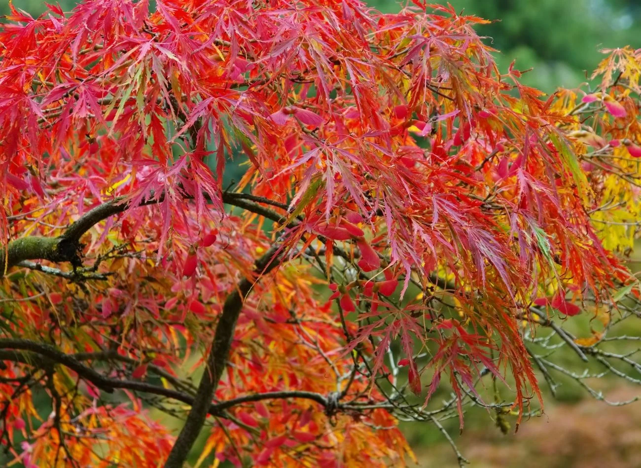 Nawożenie klonu japońskiego latem gawarntuje feerię koloró na jesień