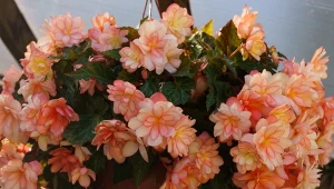 Sprawdź, jak pobudzić begonie do kwitnienia.