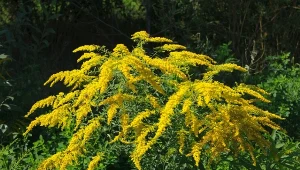 Czy wiesz, że nawłoć jest szeroko wykorzystywana w ogrodnictwie? Można z niej przygotować gnojówkę lub oprysk.