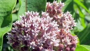 Ładnie pachnie i pięknie wygląda, ale jej uprawa jest zakazana. Grozi za nią gigantyczna kara