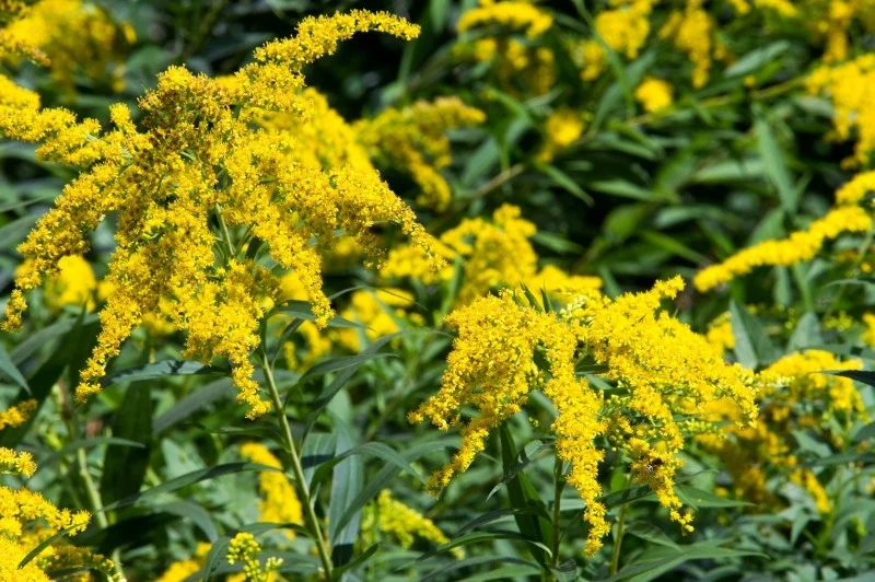 Nawłoć jest bogata w azot i inne minerały, które są niezbędne dla zdrowego wzrostu i rozwoju roślin