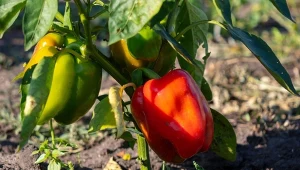 Fuzarioza papryki to groźna choroba grzybowa, która powoduje duże straty w plonach.