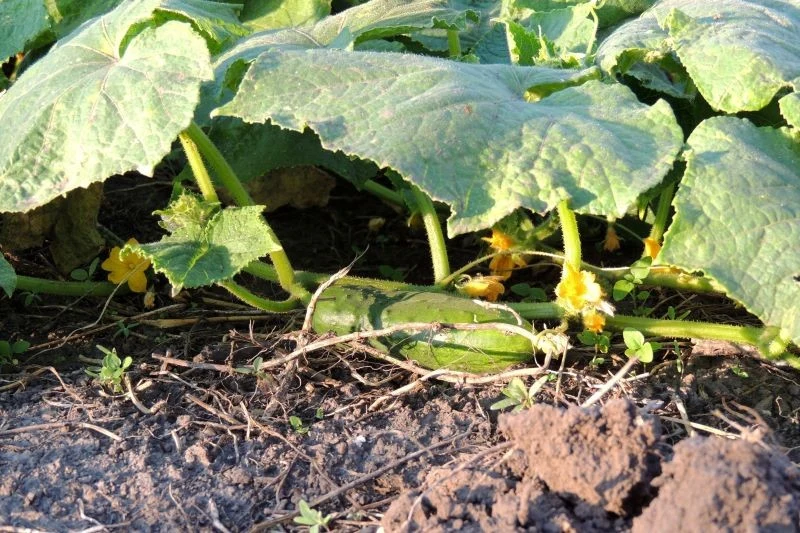 Ten rok nie był łaskawy dla osób uprawiających ogórki