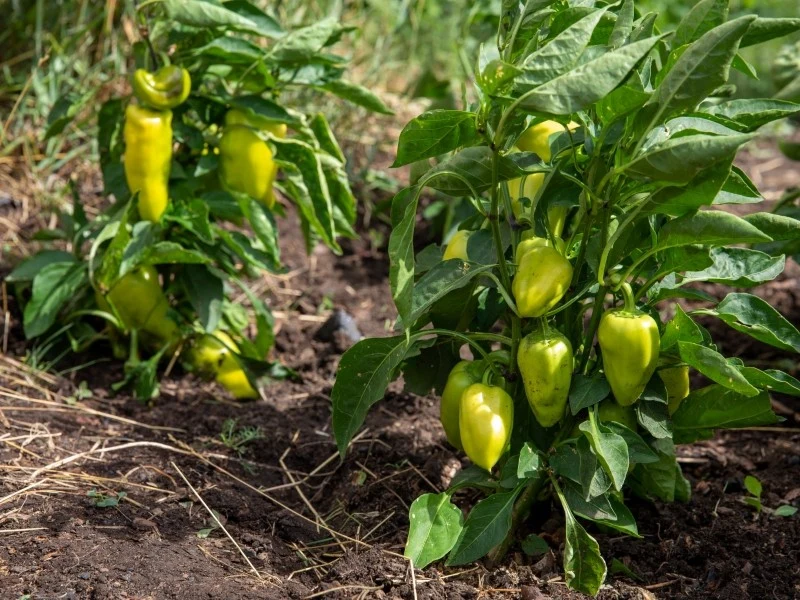Objawy fuzariozy papryki początkowo można zauważyć na dolnych liściach