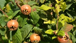 Nieszpułka zwyczajna (Mespilus germanica) – owoce, uprawa, pielęgnacja
