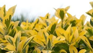 Ligustr zimozielony to krzew chętnie wybierany na żywopłot. Szybko rośnie i zagęszcza się.